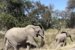 Elephants in Kruger National Park